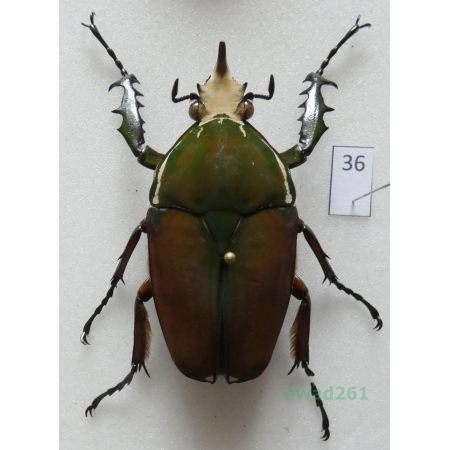 Mecynorhina ugandensis (Moser, 1907) male ex. ovo Uganda36